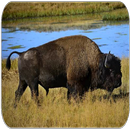 Buffalo sounds APK