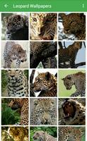 Leopard Wallpapers poster