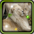 Cool Lion Predator 2015