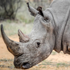 APK Animal Pairs - train your memory