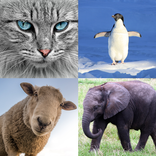 Парочки с картинками - тренировка памяти