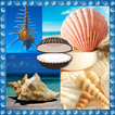 Seashells Photo Collage