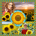 Sunflower Photo Collage 아이콘