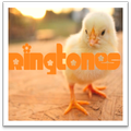 Chick soundboard