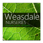 Weasdale 圖標