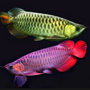 The best  Arwana  Fish APK