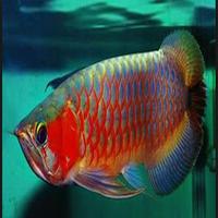 Arwana  Fish স্ক্রিনশট 1