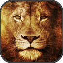 Lion HD HQ Wallpapers APK