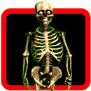 Skeleton On Screen APK