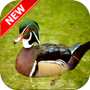 Duck Wallpapers APK