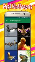 Duck Wallpapers ポスター