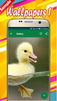 Duck Wallpapers screenshot 3