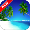 Palm Tree Wallpapers
