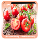Easy DIY Growing Tomatoes Seedling APK