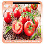 Easy DIY Growing Tomatoes Seedling Zeichen