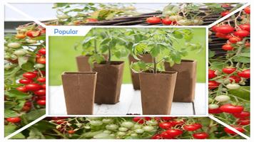 برنامه‌نما Easy DIY Growing Tomatoes Seedling عکس از صفحه