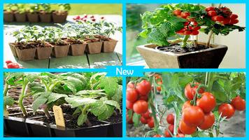 Easy DIY Growing Tomatoes Seedling Affiche