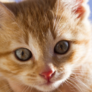 APK Pretty Cat Wallpaper