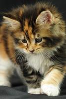 Pretty Cat Wallpaper plakat