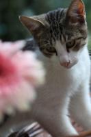 Pretty Cat Wallpaper screenshot 1