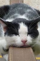 Pretty Cat Wallpaper screenshot 2