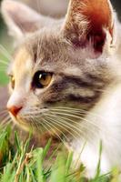 3 Schermata Pretty Cat Wallpaper