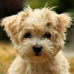 Cute Puppy Dog HD