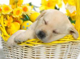Cute Puppy Dog HD poster