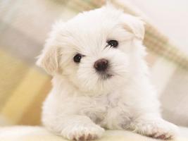 Cute Puppy Dog HD ภาพหน้าจอ 1