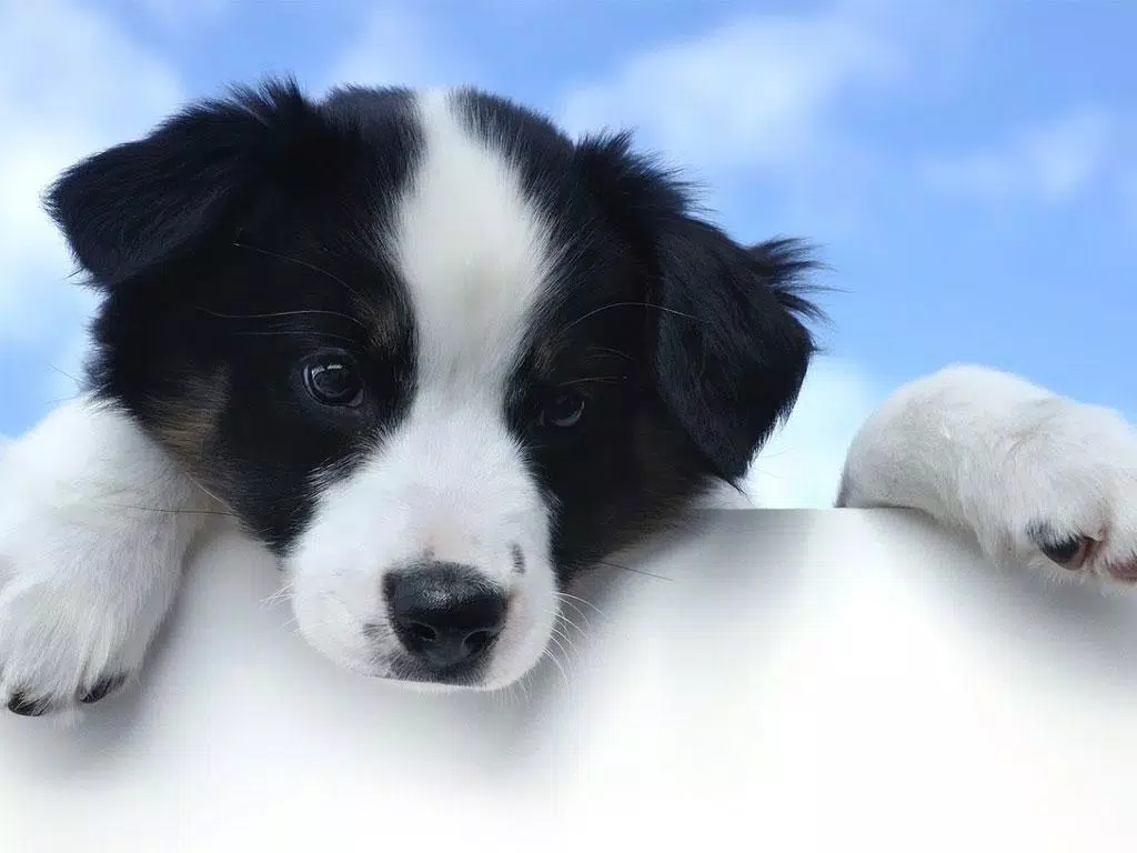 Tải xuống APK Cute Puppy Dog HD cho Android