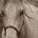 Horse Photo Free APK