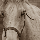 Horse Photo Free 图标