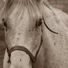 ikon Horse Photo Free
