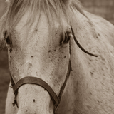 Horse Photo Free 圖標