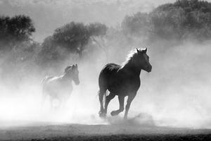 Horse Photo Free poster