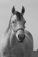 Horse Photo Free 截图 1