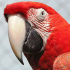 Parrot HD Wallpaper أيقونة