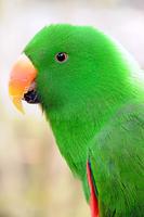 Parrot HD Wallpaper تصوير الشاشة 1