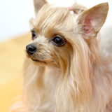 Puppy Dog HD Photo आइकन