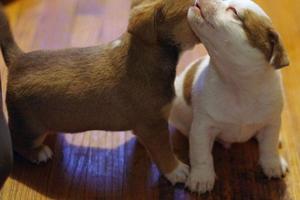 Puppy Dog HD Photo Plakat