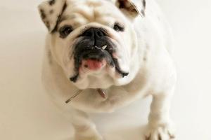 Puppy Dog HD Photo Screenshot 1