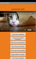 Cat Videos poster