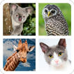 Guess the Animal