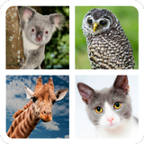 Guess the Animal آئیکن