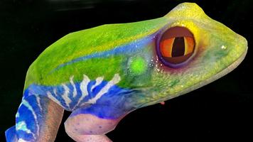 Frog 3D penulis hantaran