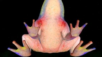 Frog 3D capture d'écran 2
