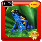 Frog Photo Frames أيقونة