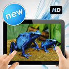 Beautiful Colour Frog Image icône