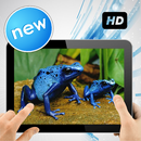 Beautiful Colour Frog Image APK