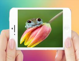 Beautiful Colour Frog Image Affiche